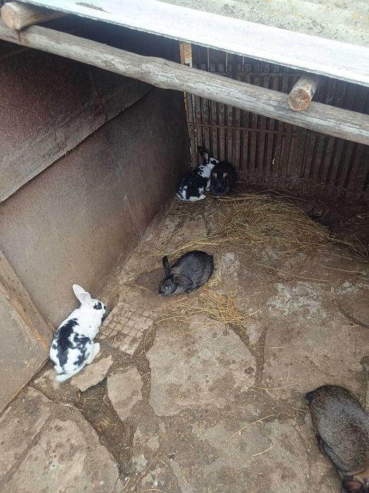 Продавам зайци за майки