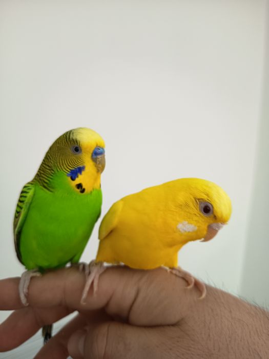 Vând   pereche de perusi