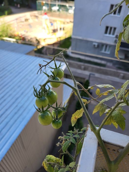 Продам комнатные цветы