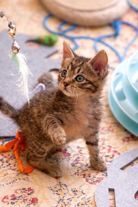 отдам котят в хорошие руки