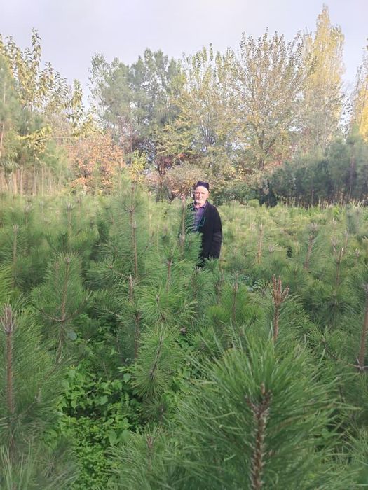 Archa qirim kelishamz