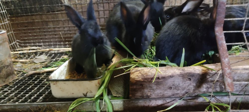 Крольчата кролики