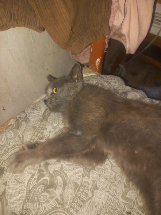 Отдам кошечку около года