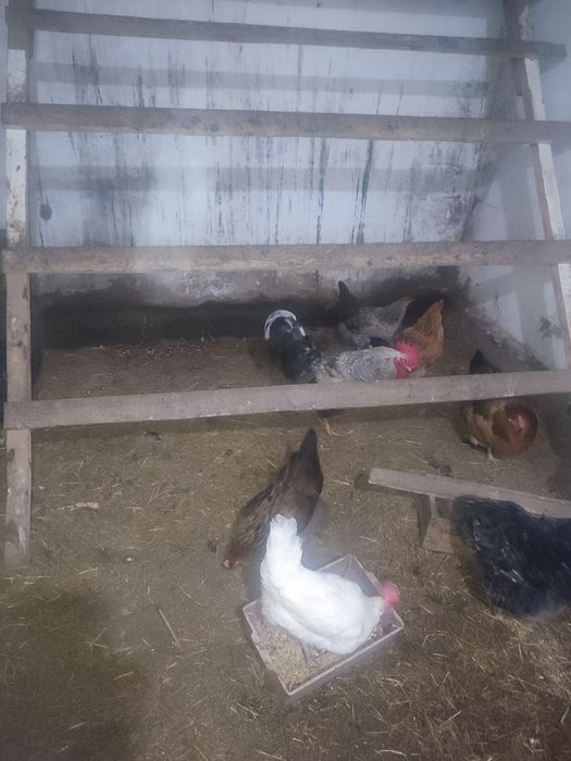 Продам петушков8месячные5000тг.1.