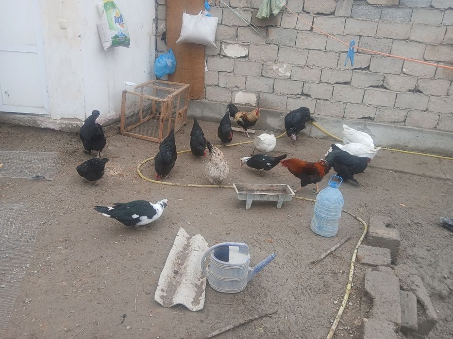 Qora honaki tovug'lar sotiladi tuxum tug'adi