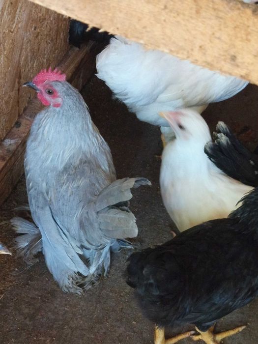 Vând cocoși mii de flori