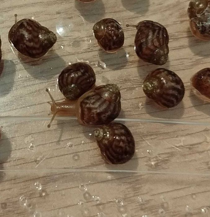 Melci africani pui