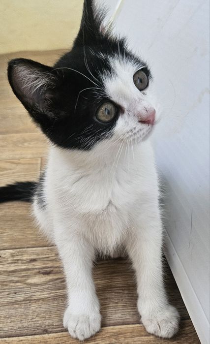 Котенок ищет дом