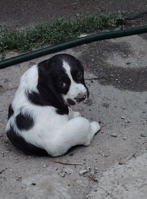 Щенки Русский Спаниель