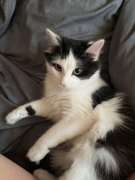 Котик, помесь с мейнкуном