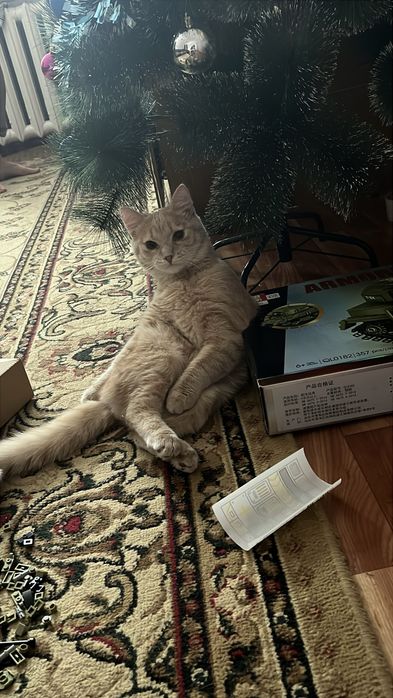 Отдам даром кота