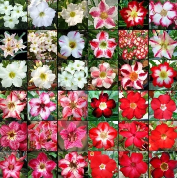 Семена адениум обесум микс