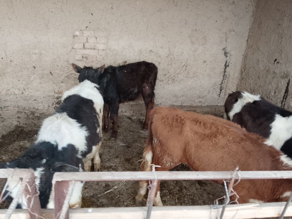 Бузаулар сатылады