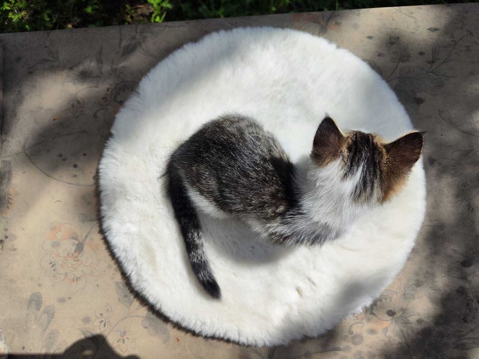 Отдам кошечку, девочка