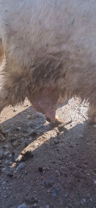 Сауынды ешки 1 еркек лагымен