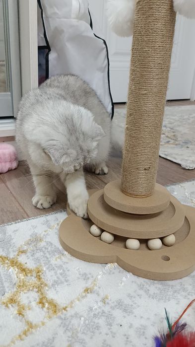 Продаётся кошка шотландская.