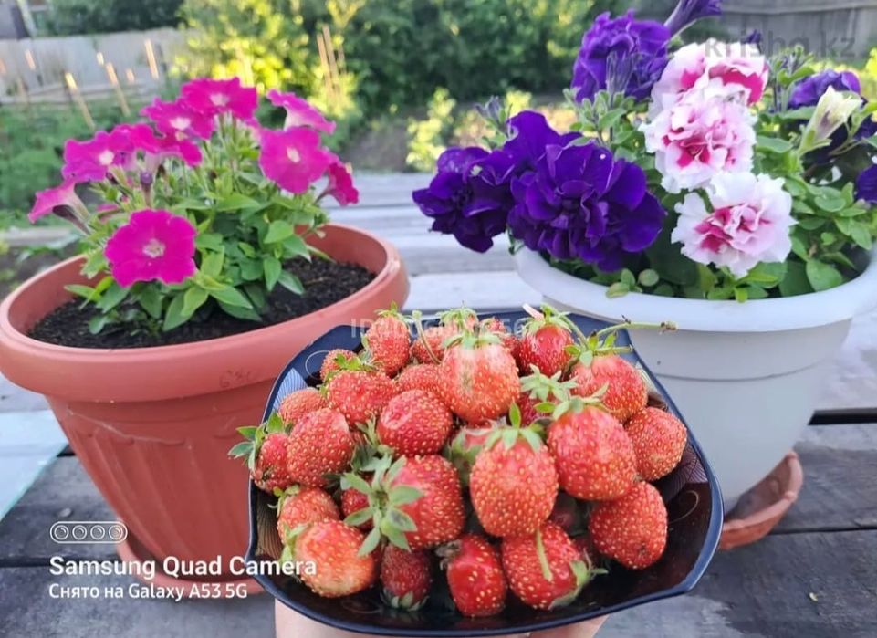 Продам дачный участок