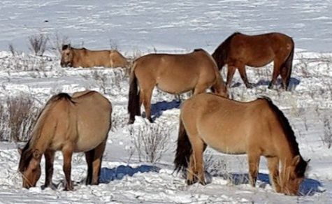 Жылқы сатамын / Продам лошадей