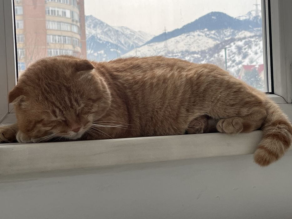 Ищем кошку на вязку