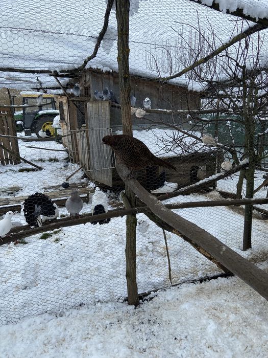 Fazănite din anul 2025