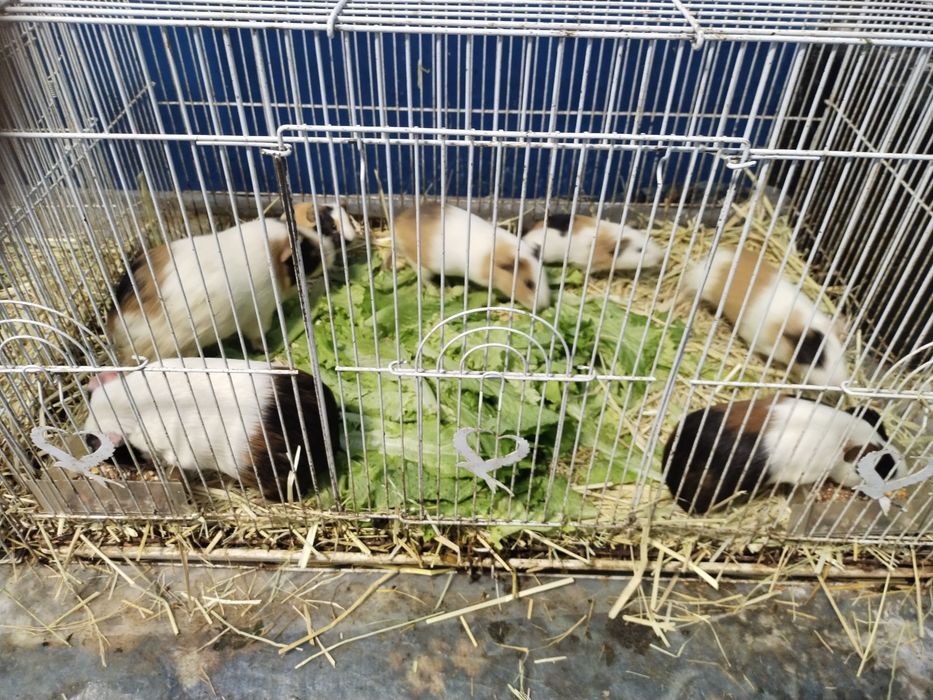 Морской свинкалар Соглом парвариш килинглар