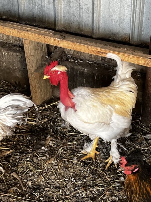 Голошейка петух продам