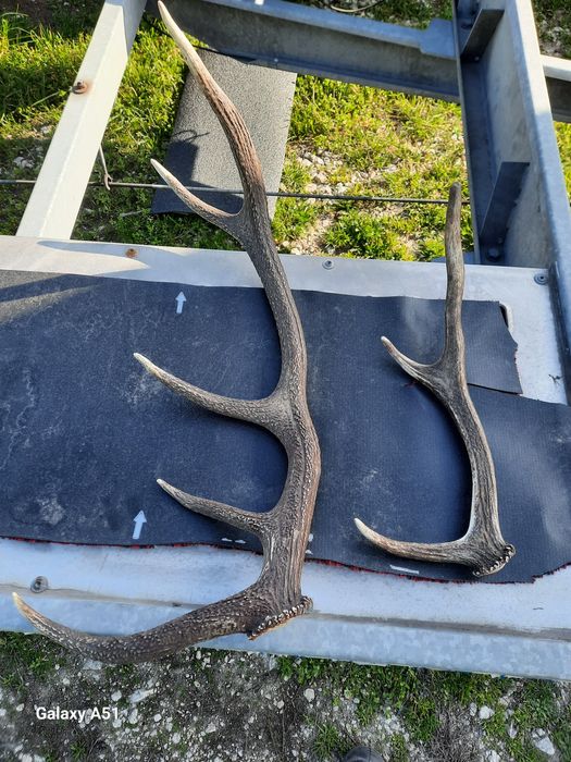 Рога от елен 2 броя
