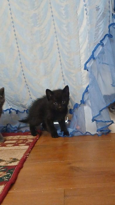 Кара кыз пышык бар