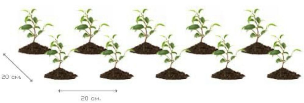 Лигуструм, жив плет