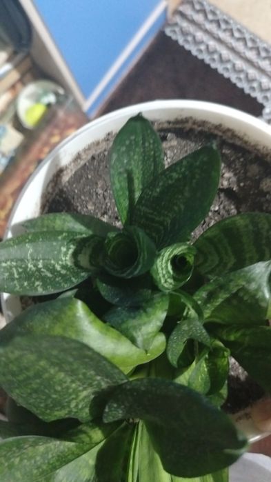 Комнатные цветы цена от 2500тенге