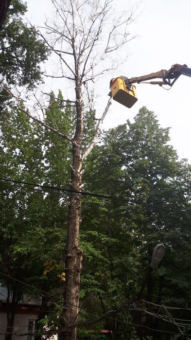 Спил деревьев чистка участка