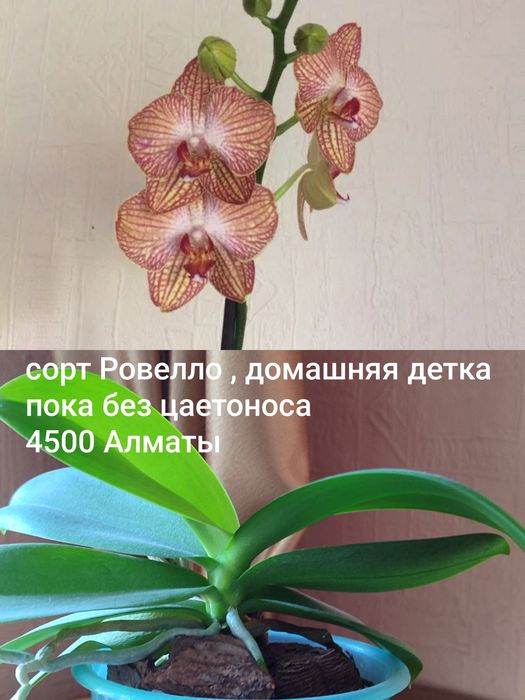 Орхидеи Берри Ода, Ровелло