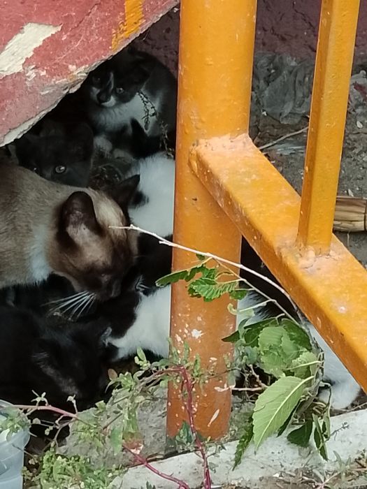 Отдадим котят в добрые руки