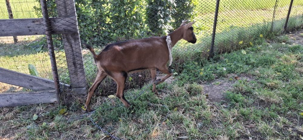 Capra + iedita rasa Alpin Francez Bacau