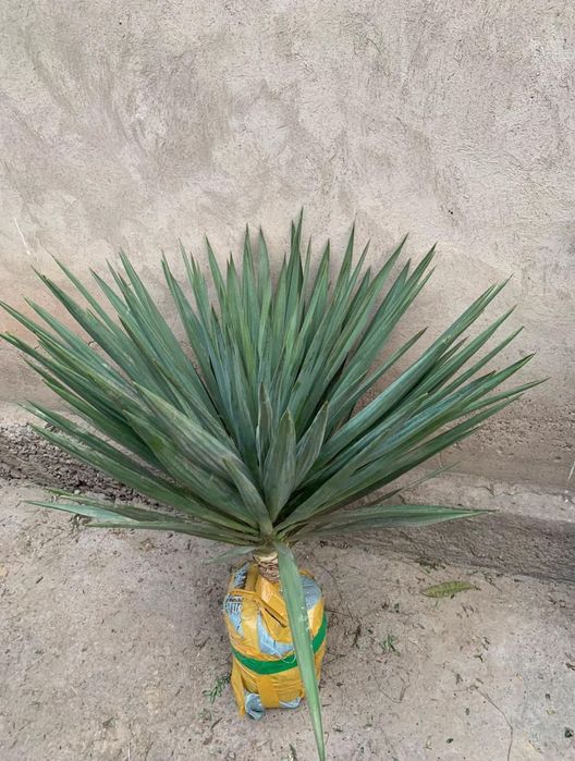 Көшеттің барлық түрі бар