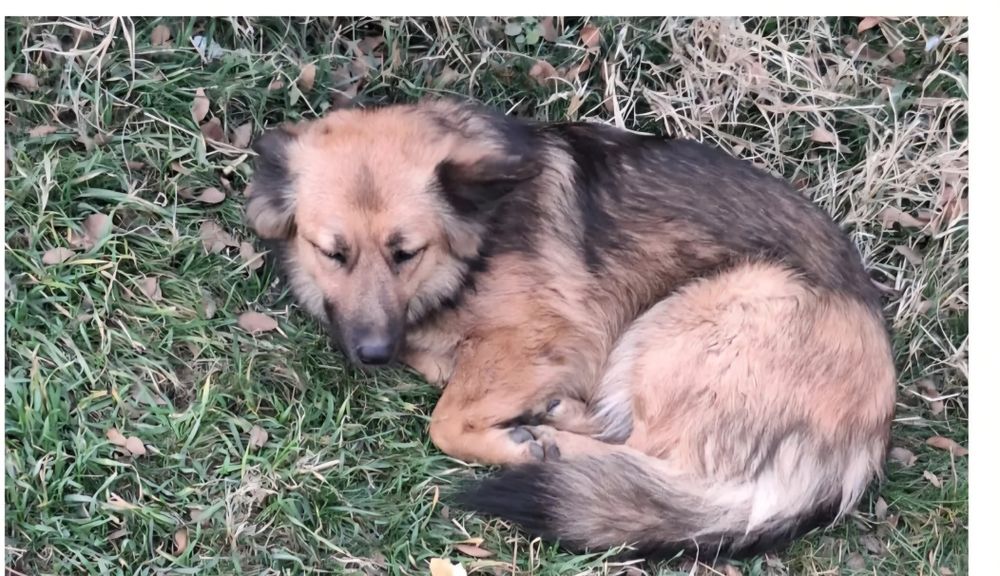 Собака ищет дом и любящих хозяев