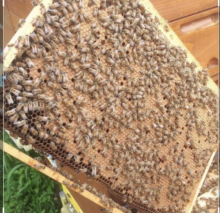 Пчелопакеты с Юга 3+1