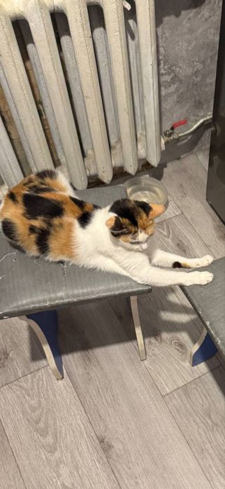 Отдам кошек в добрые руки!