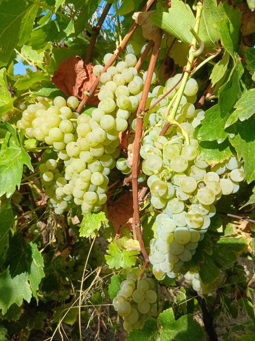 Struguri de vin - Direct din producție proprie