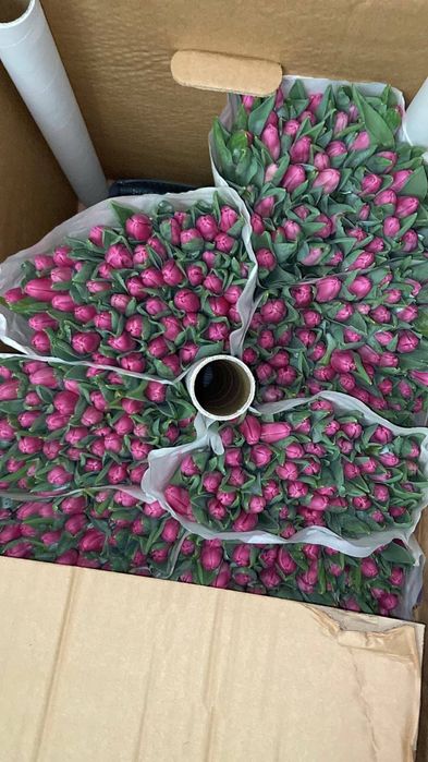 Голладские тюльпаны