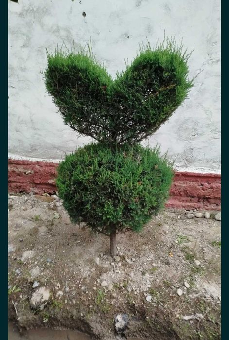 Gazon archa xizmatlari