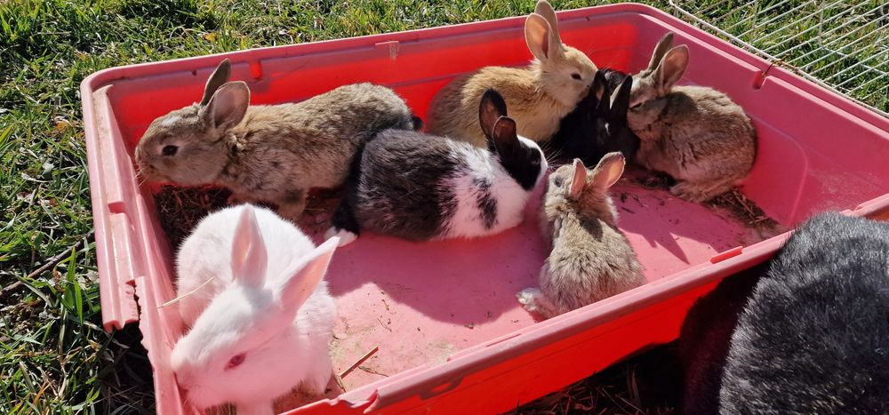 Iepuroaica si 7  pui Hycole si Panon