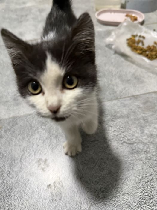 Котенок ищет  дом
