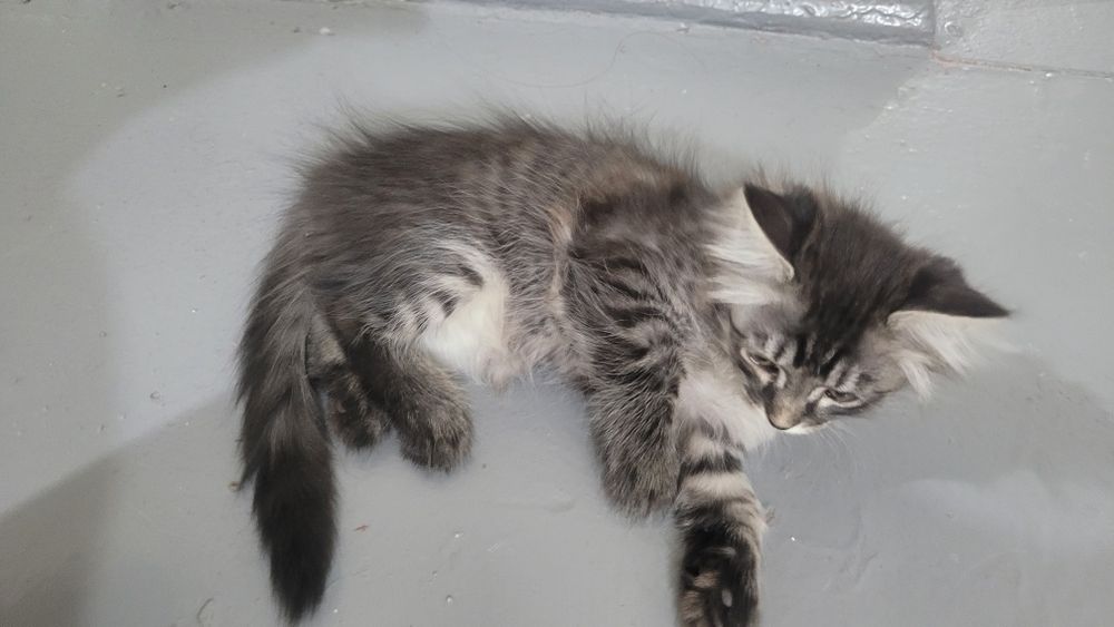 Отдам в хорошие руки котенка девочка