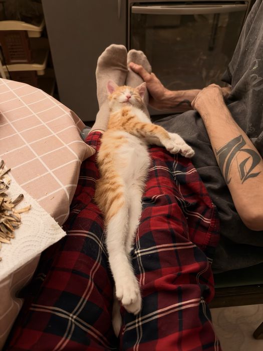 Котёнок (девочка, 3 месяца)
