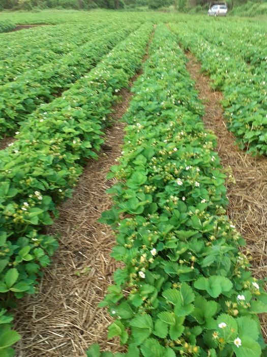 Продавам расад ягоди и малини само които цени българскот