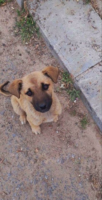 Собака бесплатно