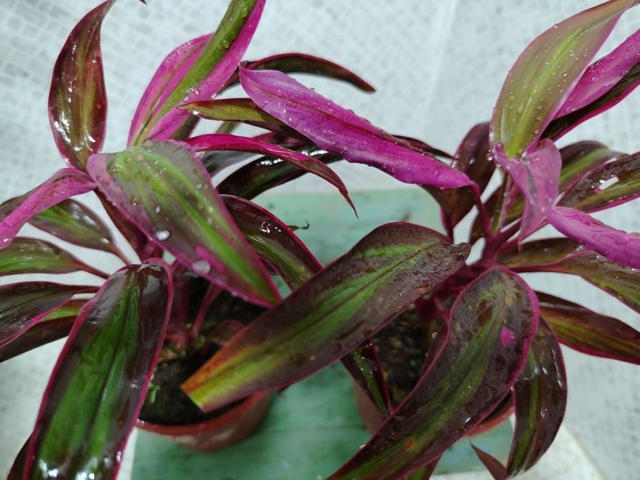 Комнатные цветы, Honaki gullar, Sotiladi