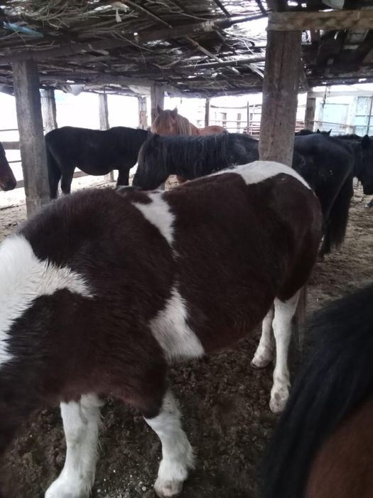 Жылқы малы сатылады..