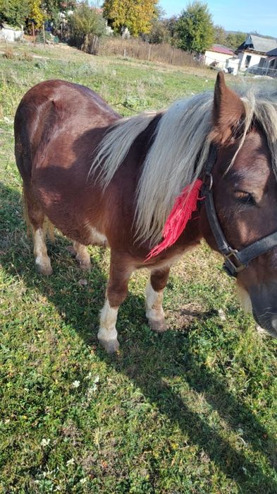Vând ponei 5 ani